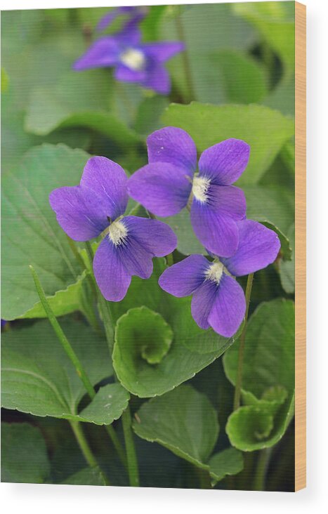 Violet Wood Print featuring the photograph Violet Trio by Shari Jardina