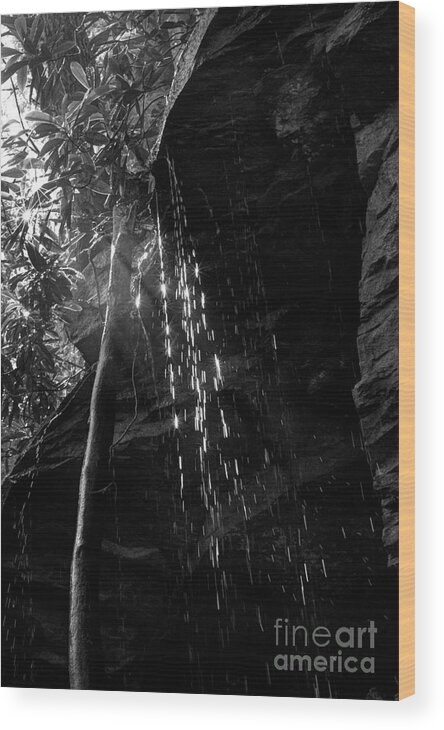 Water Drops Wood Print featuring the photograph Water drops after storm by Dan Friend