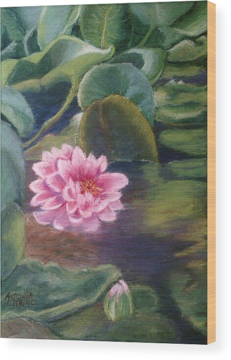 Water Lily Wood Print featuring the pastel Water Lily in Bloom Pastel by Antonia Citrino