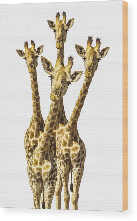 Giraffe Wood Print featuring the photograph What are YOU looking at? by Diane Diederich