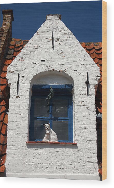 Cat Wood Print featuring the photograph White cat at blue window by RicardMN Photography
