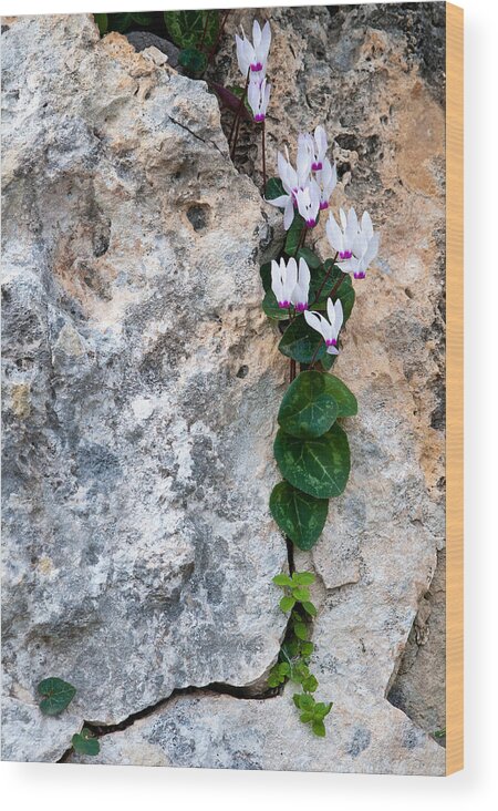 Cyclamen Wood Print featuring the photograph White Cyclamen flowers by Michalakis Ppalis