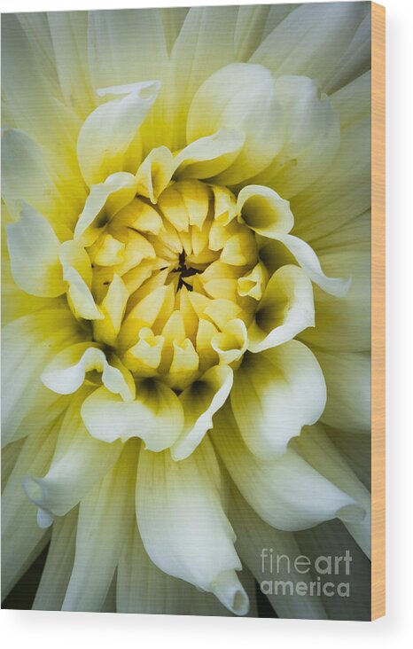America Wood Print featuring the photograph White Dahlia by Inge Johnsson