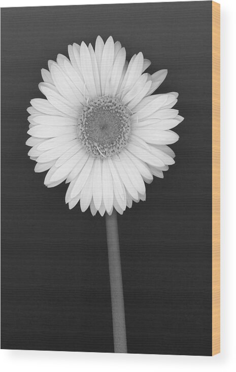 Flower Wood Print featuring the photograph White Gerbera Daisy in Black and White by Suzanne Gaff