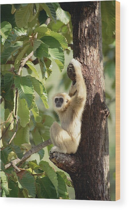 Feb0514 Wood Print featuring the photograph White-handed Gibbon Thailand by Gerry Ellis