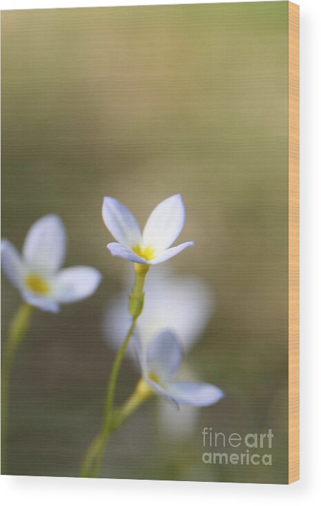 White Flower Wood Print featuring the photograph White Serenity by Neal Eslinger