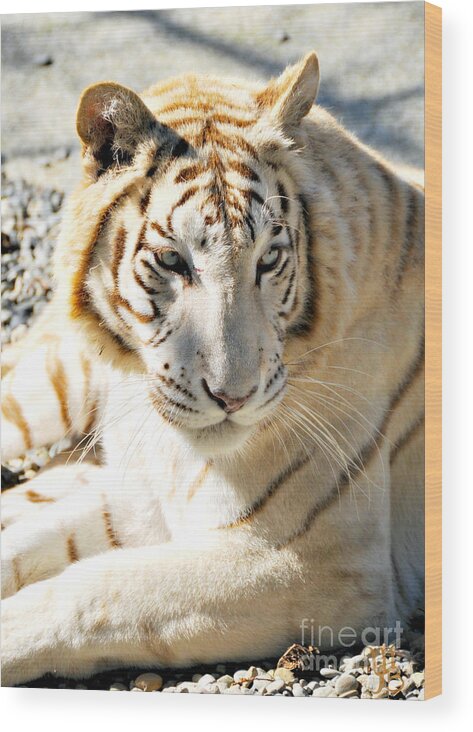 White Tiger Wood Print featuring the photograph White Tiger Sunbathing by Mindy Bench