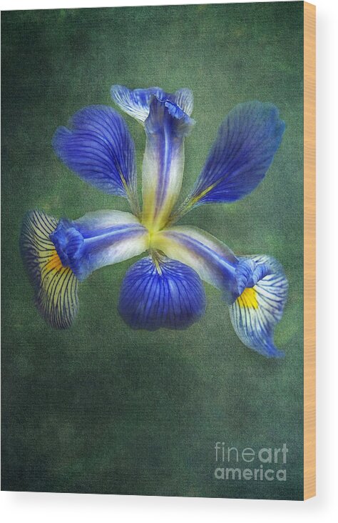 Wild Iris Wood Print featuring the photograph Wild Iris by Kathi Mirto