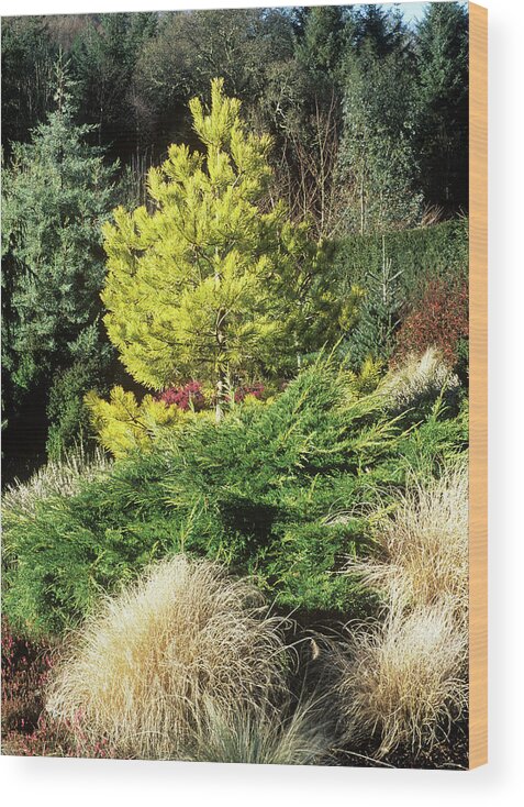 Scots Pine Wood Print featuring the photograph Winter Garden Border by Geoff Kidd/science Photo Library