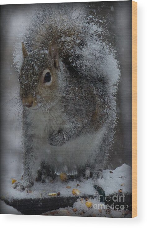Sandra Clark Wood Print featuring the photograph Winter Squirrel 1 by Sandra Clark