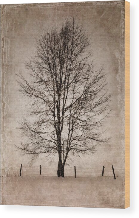 Winter Wood Print featuring the photograph Winter Tree by Fred LeBlanc