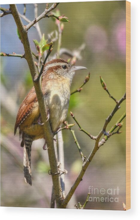 Birds Wood Print featuring the photograph Wren In Spring by Kathy Baccari