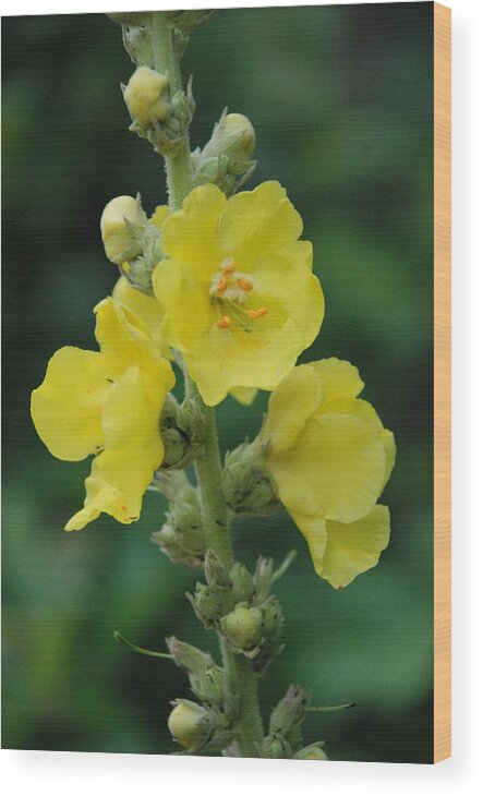 Yellow Wood Print featuring the photograph Yellow Flowers - 2 by Victoria Feazell