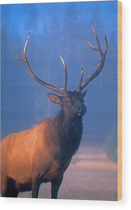 Wildlife Wood Print featuring the photograph Yellowstone bull elk by Dennis Cox