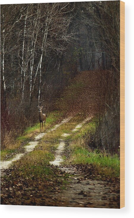 Whitetail Deer Wood Print featuring the photograph Young Buck and Autumn by Thomas Young