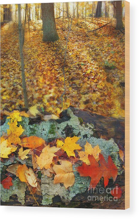 Nature Photography Wood Print featuring the photograph Autumn glow #1 by Gina Signore