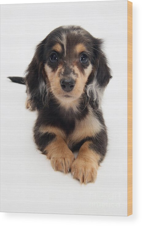 Dachshund Wood Print featuring the photograph Dachshund Pup by Jane Burton