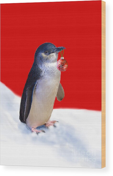 Little Penguin Wood Print featuring the photograph Fairy Penguin for Christmas #2 by Louise Heusinkveld