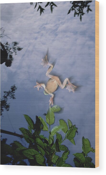 Mp Wood Print featuring the photograph Foam Nest Tree Frog Polypedates Dennysi #1 by Mark Moffett