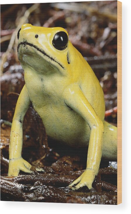 Mp Wood Print featuring the photograph Golden Poison Dart Frog Phyllobates #1 by Mark Moffett