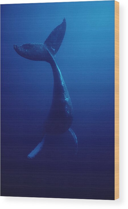 00080165 Wood Print featuring the photograph Humpback Whale Underwater Hawaii #1 by Flip Nicklin