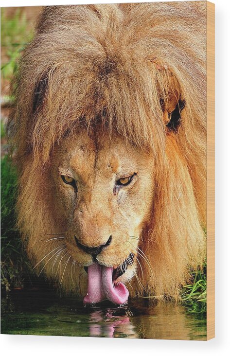 African Wood Print featuring the photograph Lion drinking #1 by Bill Dodsworth