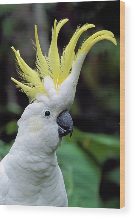 00785496 Wood Print featuring the photograph Sulphur-crested Cockatoo Cacatua by Thomas Marent