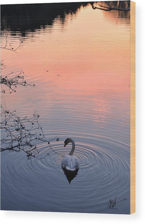  Wood Print featuring the photograph Swan Sunset #1 by Mark Valentine