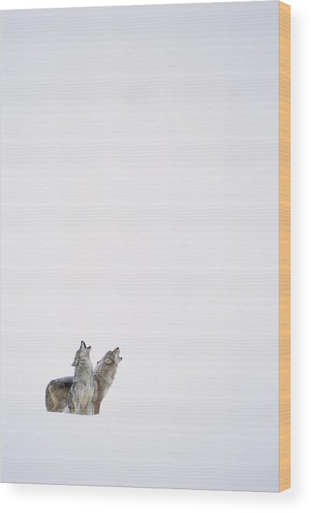 00174263 Wood Print featuring the photograph Timber Wolf Pair Howling In Snow North by Tim Fitzharris