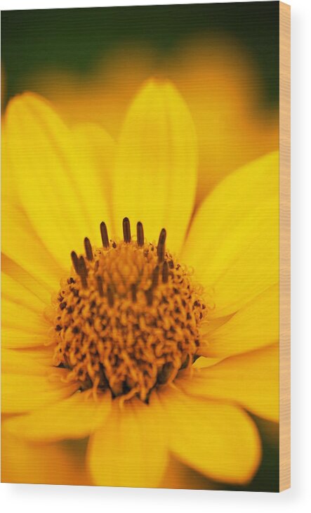 Yellow Wood Print featuring the photograph Yellow Flower #1 by Prince Andre Faubert