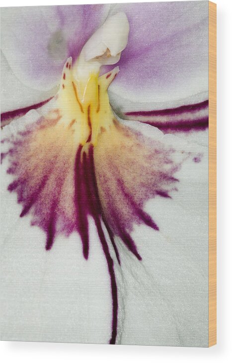 Orchid Wood Print featuring the photograph Exotic Orchid Flowers of C Ribet #17 by C Ribet