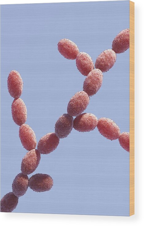 Candida Sp. Wood Print featuring the photograph Candida Fungus, Artwork #2 by David Mack