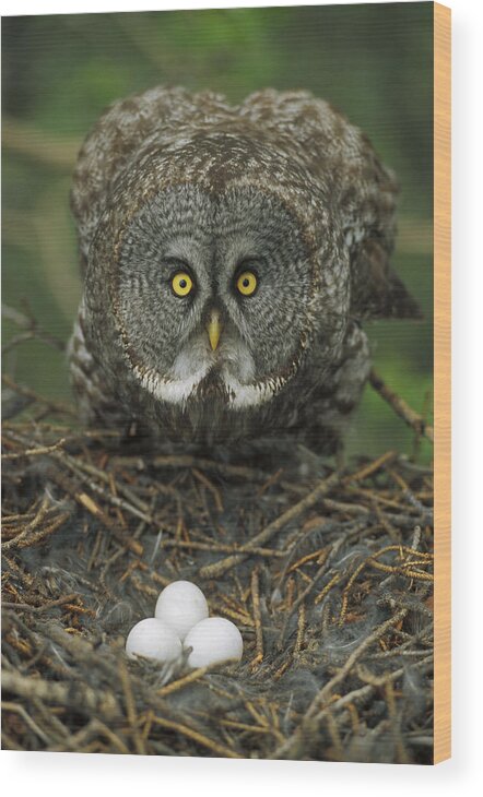 Mp Wood Print featuring the photograph Great Gray Owl Strix Nebulosa Parent #2 by Michael Quinton
