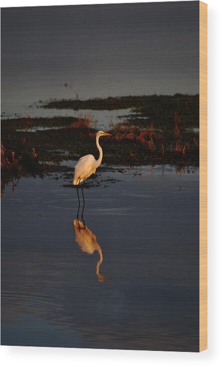 Egret Wood Print featuring the photograph Waiting #2 by Lori Tambakis