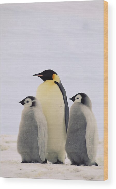 Mp Wood Print featuring the photograph Emperor Penguin Aptenodytes Forsteri #5 by Konrad Wothe