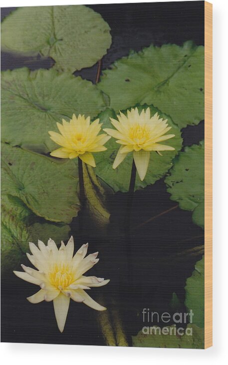 Golden Lilies On Pads Wood Print featuring the photograph Ah . . . by Barbara Plattenburg