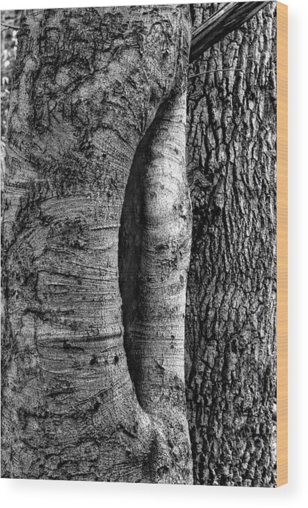 B & W Wood Print featuring the photograph An Open Tree by Dennis Dame