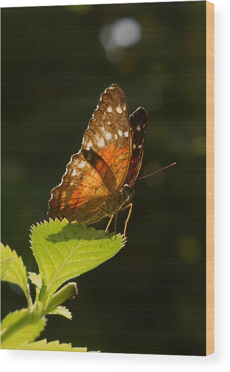 Butterfly Wood Print featuring the photograph Are You Looking at Me? by Sumi Martin