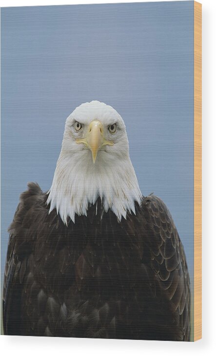 Mp Wood Print featuring the photograph Bald Eagle Haliaeetus Leucocephalus by Konrad Wothe