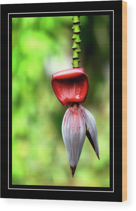 Banana Plant Wood Print featuring the photograph Banana Heart by Carolyn Marshall