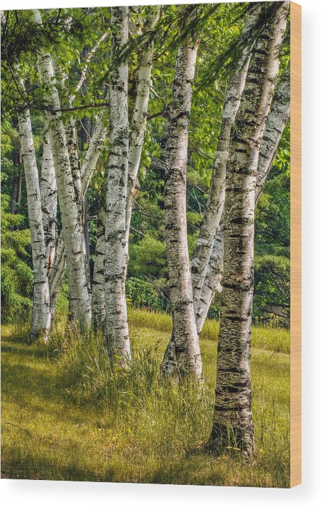 Landscape Wood Print featuring the photograph Birches by Fred LeBlanc