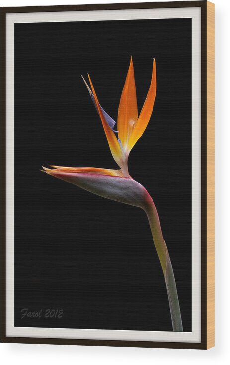 Flower Wood Print featuring the photograph Bird of Paradise by Farol Tomson