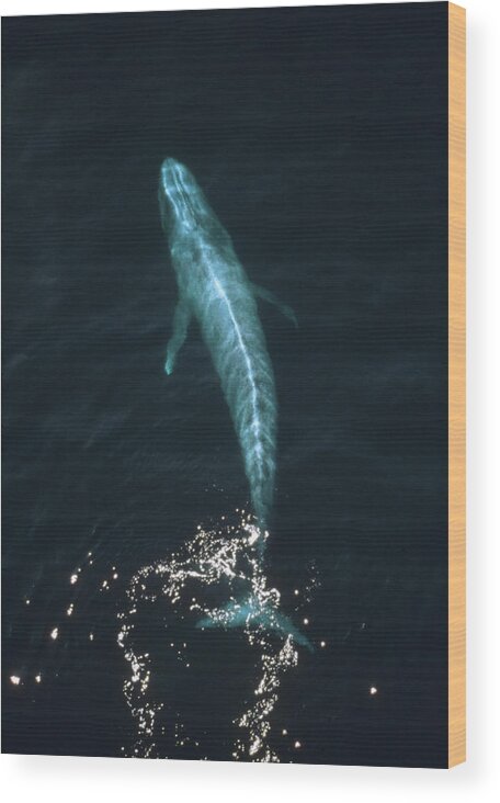 Mp Wood Print featuring the photograph Blue Whale Balaenoptera Musculus Aerial by Flip Nicklin