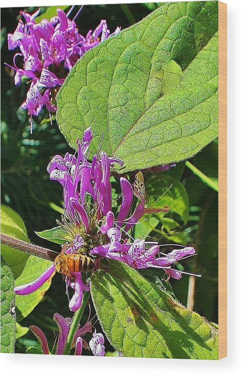 Bumble Wood Print featuring the photograph Bumbling Flora by Kelly Nicodemus-Miller