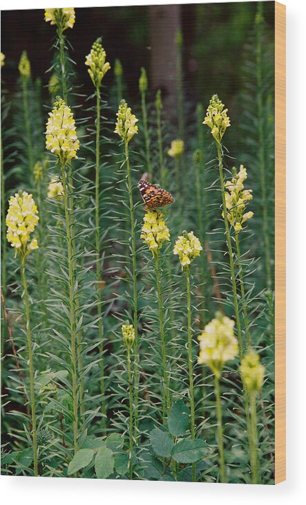 Red River Wood Print featuring the photograph Butterfly In Yellow Flowers by Ron Weathers