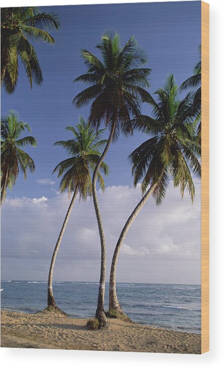 Mp Wood Print featuring the photograph Coconut Palm Cocos Nucifera Trees by Konrad Wothe