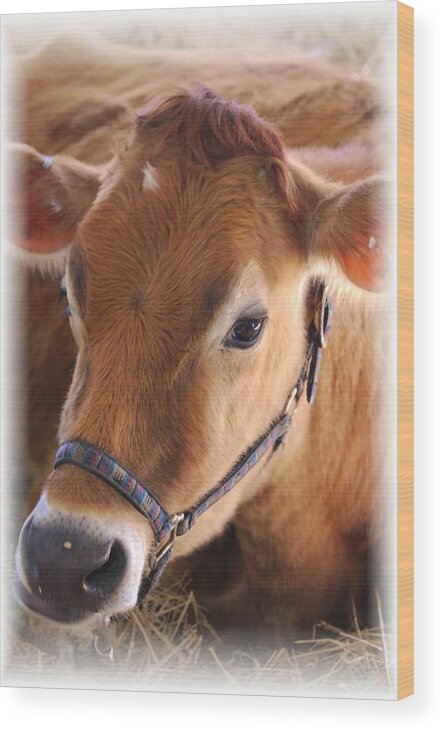Cow Wood Print featuring the photograph Contentment by Judy Hall-Folde
