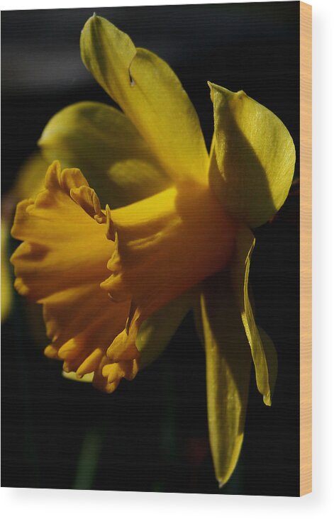 Daffodil Wood Print featuring the photograph Daffodil by Karen Harrison Brown