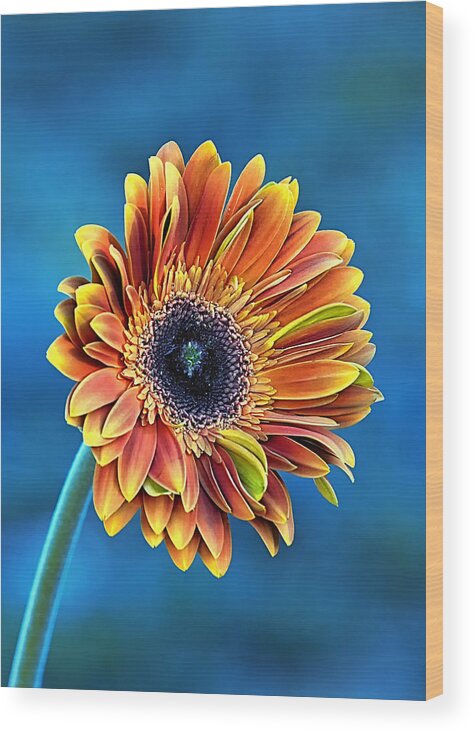 Gerber Daisy Wood Print featuring the photograph Daisy Dialation by Bill and Linda Tiepelman