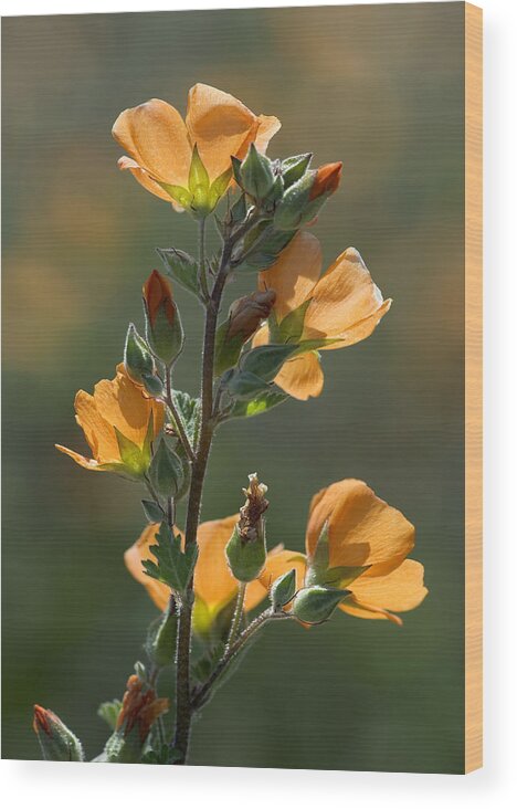 Sphaeralcea Ambigua Wood Print featuring the photograph Desert Globemallow (sphaeralcea Ambigua) by Bob Gibbons